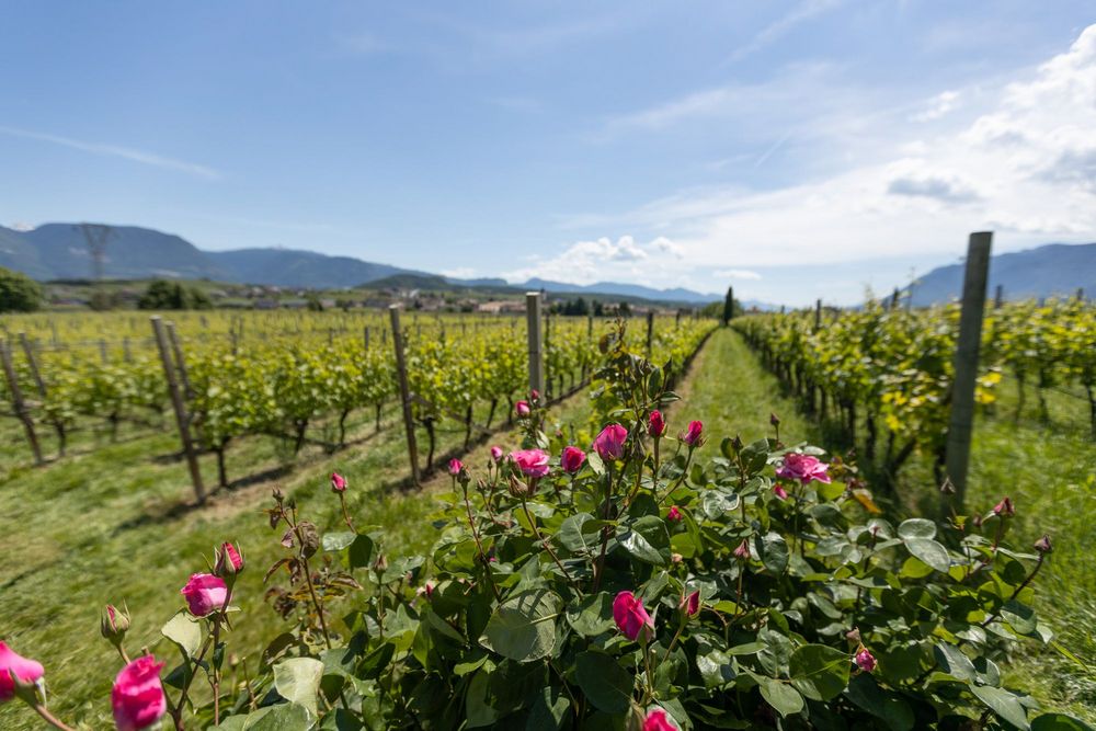 Blühende Rosen und Weinreben in den Weinbergen von Girlan bei Eppan – idyllische Landschaft rund um die Ferienwohnungen Urbanhof in Südtirol.